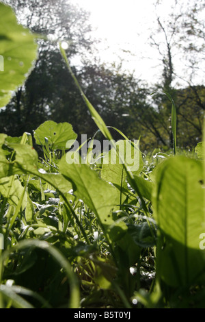 lange Grashalme mit Tau im Feld Land bedeckt Stockfoto