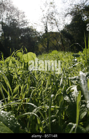 lange Grashalme mit Tau im Feld Land bedeckt Stockfoto