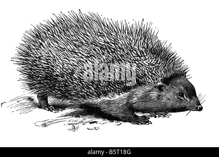 Igel Insectivora Familie Erinaceidae Auftrag Erinaceomorpha Stockfoto