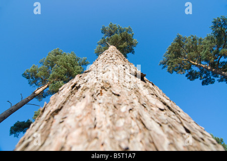 Nachschlagen von Föhren Pinus Sylvestris in den Himmel Stockfoto