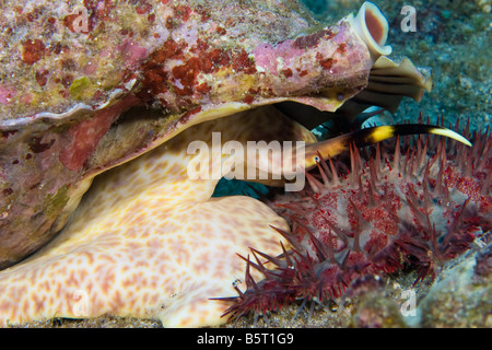 Eine Triton Trompete Schale, Charonia Tritonis, greift eine Krone aus Dornen Seestern, Acanthaster Planci, Hawaii. Stockfoto