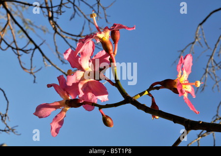 Seide Zahnseide Baum. Blumen. Stockfoto