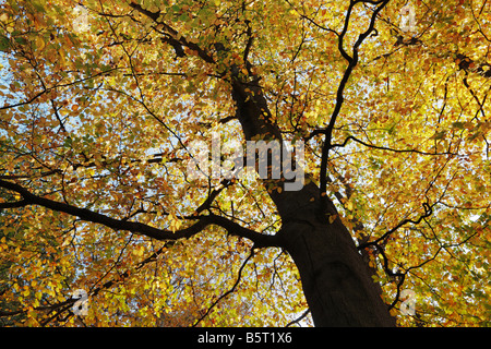 Hinterleuchtete Kupfer und gold Decke der Blätter von einer prächtigen Chiltern Buche mit starken diagonalen von dunklen Stamm und Äste Stockfoto