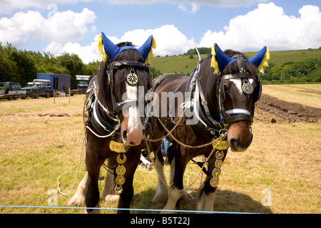 Wiltshire Dampf Oldtimer Rallye England 2008 schwere Pferd Pferde Stockfoto