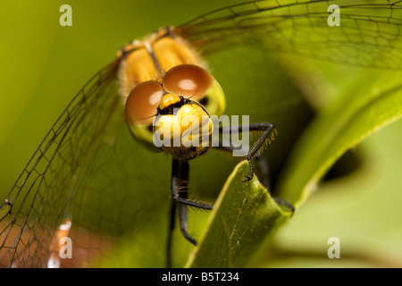 Porträt von Ruddy Darter Stockfoto