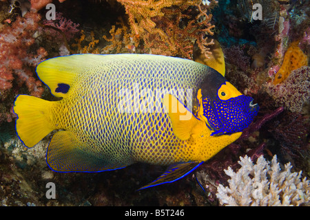 Blaues Gesicht Kaiserfisch, Pomacanthus Xanthometopon, Komodo, Indonesien. Stockfoto