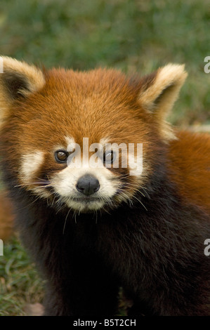 Rot oder kleinere Panda Ailurus Fulgens Styani Wolong Provinz Sichuan China Stockfoto