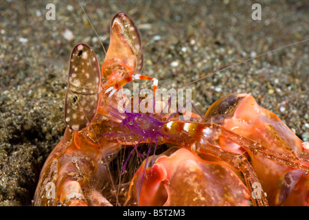 Eine gebänderte Boxer Garnelen, Stenopus Hispidus, geht auf Augenhöhe mit einem schneidenden Fangschreckenkrebse, Lysiosquillina sp, Komodo, Indonesien. Stockfoto