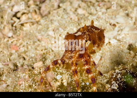 Die tropischen blau geringelten Oktopus, Hapalochiaena Lunulata, Komodo, Indonesien. Stockfoto