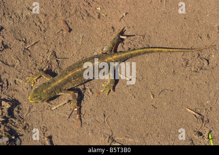 Triturus (Ichthyosaura / Mesotriton) Alpestris, weiblichen Bergmolch Stockfoto