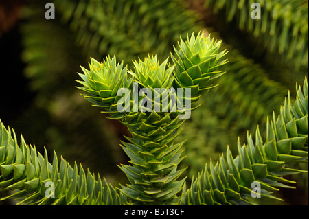 Spiralförmig angeordnete stacheligen Blätter der Affe Puzzle Baum Araucaria araucana Stockfoto