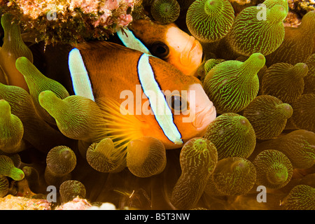 Clarks Anemonenfische, Amphiprion Clarkii in Seeanemone Entacmaea Quadricolor, Komodo, Indonesien. Stockfoto