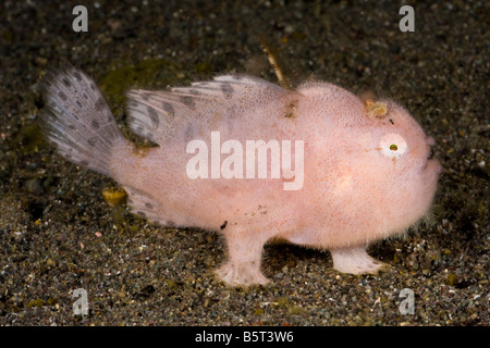 Ein Jugendlicher gekerbter haarigen Anglerfisch, Antennarius Striatus, Komodo, Indonesien. Stockfoto