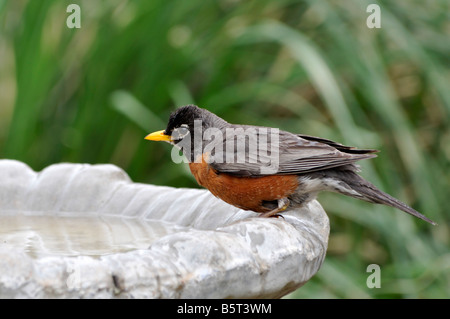 American Robin Turdus Migratorius, auf einem Vogelbad in Oklahoma, USA. Stockfoto