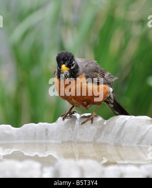 American Robin, Turdus migratorius, auf der Seite der ein Vogelbad in Oklahoma, USA thront. Stockfoto