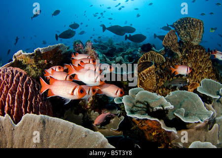 Steinkorallen, Schwamm, Soldatenfische und Riff Fischschwärme, dominieren dieses Riff, Komodo, Indonesien. Stockfoto