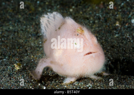 Ein Jugendlicher gekerbter haarigen Anglerfisch, Antennarius Striatus, Komodo, Indonesien. Stockfoto