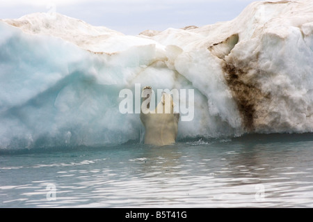 Eisbär Ursus Maritimus klettert auf einen Eisberg, schwebend in der Beaufortsee arktischen Ozean vor der Küste Alaskas Stockfoto