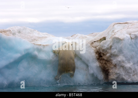 Eisbär Ursus Maritimus klettert auf einen Eisberg, schwebend in der Beaufortsee arktischen Ozean vor der Küste Alaskas Stockfoto