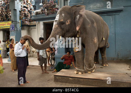 Ein Elefant, Verzicht auf Segnungen im Tempel Sri Manakkula Vinayagar in Pondicherry, Indien. Stockfoto