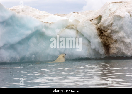 Eisbär Ursus Maritimus klettert auf einen Eisberg, schwebend in der Beaufortsee arktischen Ozean vor der Küste Alaskas Stockfoto