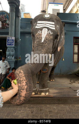 Ein Elefant, Verzicht auf Segnungen im Tempel Sri Manakkula Vinayagar in Pondicherry, Indien. Stockfoto