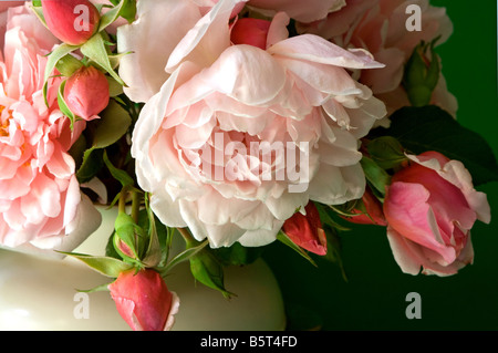 Nahaufnahme von rosa Rosen, Blüten und Knospen, in einer Creme farbige Vase mit grünem Hintergrund. Stockfoto