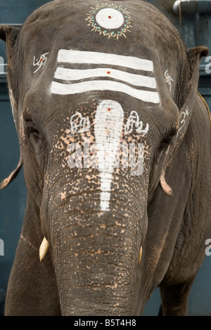 Ein Elefant, Verzicht auf Segnungen im Tempel Sri Manakkula Vinayagar in Pondicherry, Indien. Stockfoto