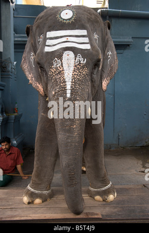 Ein Elefant, Verzicht auf Segnungen im Tempel Sri Manakkula Vinayagar in Pondicherry, Indien. Stockfoto