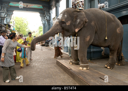 Ein Elefant, Verzicht auf Segnungen im Tempel Sri Manakkula Vinayagar in Pondicherry, Indien. Stockfoto