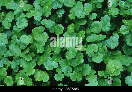 Führens Wassernabelkraut Hydrocotyle Ranunculoides Blätter eine invasive aquatischen Stockfoto