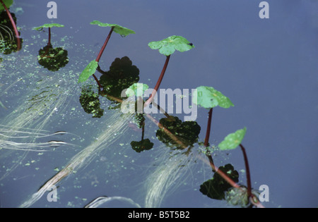 Führens Wassernabelkraut Hydrocotyle Ranunculoides Blätter und Wurzeln, eine invasive schwimmenden Wasserpflanzen Stockfoto