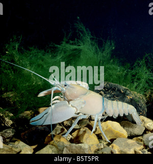 Signal oder American Pacific Flusskrebsen Pacifastacus Leniusculus unter Wasser zeigen große Zange Stockfoto
