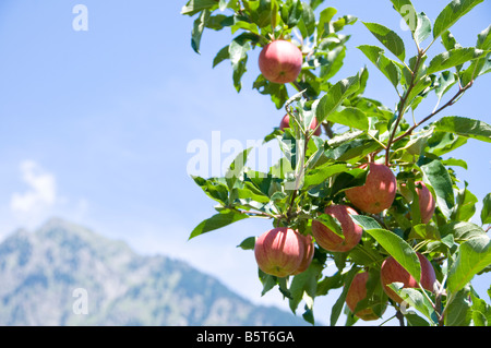 Äpfel auf dem Baum, Südtirol, Trentino Alto Adige, Italien. Stockfoto