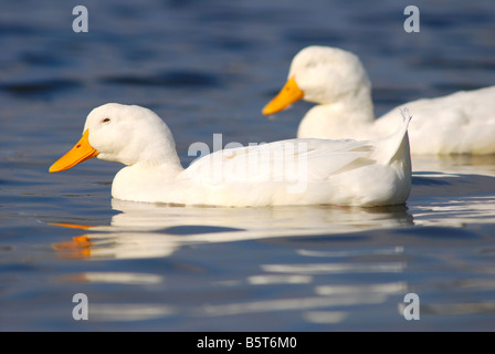 Zwei Enten schwimmen im klaren blauen Wasser Stockfoto
