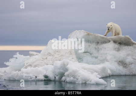 Eisbär Ursus Maritimus klettert auf einen Eisberg, schwebend in der Beaufortsee arktischen Ozean vor der Küste Alaskas Stockfoto