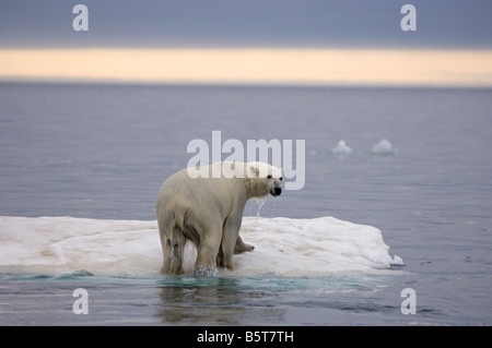 Eisbär Ursus Maritimus klettert auf einen Eisberg, schwebend in der Beaufortsee arktischen Ozean vor der Küste Alaskas Stockfoto