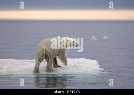 Eisbär Ursus Maritimus klettert auf einen Eisberg, schwebend in der Beaufortsee arktischen Ozean vor der Küste Alaskas Stockfoto