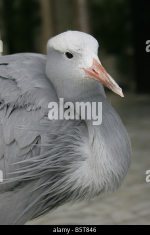 Great Blue Heron in der Presidential Palace von Panama City, Panama. Stockfoto