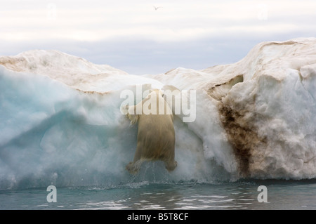 Eisbär Ursus Maritimus klettert auf einen Eisberg, schwebend in der Beaufortsee arktischen Ozean vor der Küste Alaskas Stockfoto