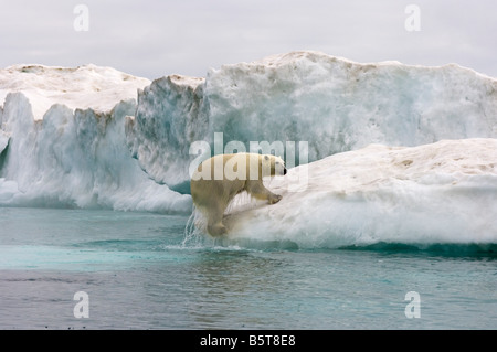 Eisbär Ursus Maritimus klettert auf einen Eisberg, schwebend in der Beaufortsee arktischen Ozean vor der Küste Alaskas Stockfoto