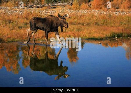 Bull Moose und Teton Range wider im Fluss im Herbst. Teton-Nationalpark, Wyoming Stockfoto