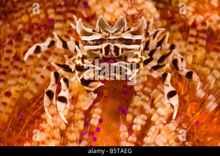 Zebra Krabbe, Zebrida Adamsii auf eine giftige Feuer Urchin Astropyga Radiata, Komodo National Park, Indonesien. Stockfoto