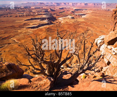 Grand View Point im Canyonlands National Park, Utah USA Stockfoto