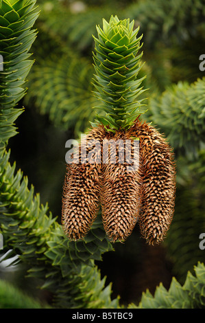 Kegel und spiralförmig angeordneten stacheligen Blätter der Affe puzzle Baum Araucaria araucana