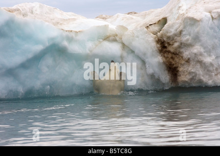 Eisbär Ursus Maritimus klettert auf einen Eisberg, schwebend in der Beaufortsee arktischen Ozean vor der Küste Alaskas Stockfoto