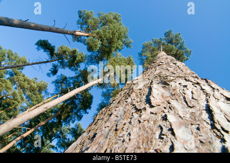 Nachschlagen von Föhren Pinus Sylvestris in den Himmel Stockfoto