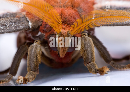 Nahaufnahme des weiblichen Atlas Nachtfalter Attacus Atlas Kopf und Antennen.  Kontrollierte Probe. Stockfoto