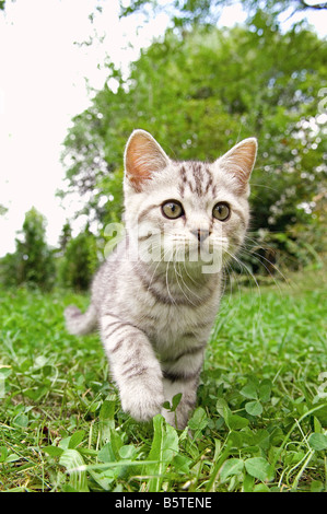 Britisch Kurzhaar Katze 10 Wochen - zu Fuß auf der Wiese Stockfoto