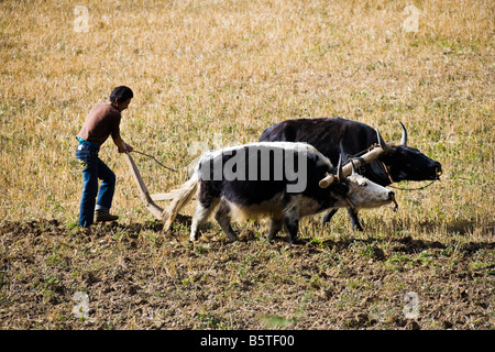 Schließen Sie Schuss Bauer, der pflügt Feld links nach rechts mit zwei Ochsen oder Yaks Mounigou Tal Songpan in Sichuan Provinz China JMH3490 Stockfoto